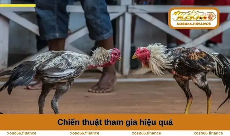 Đá Gà Thomo - Trải Nghiệm Kịch Tính Và Thắng Cược Đỉnh Cao 2 Chiến thuật tham gia hiệu quả