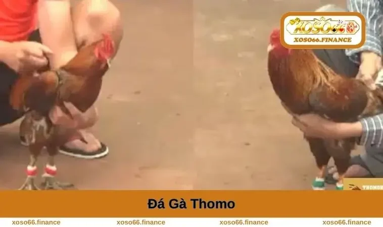da-ga-thomo