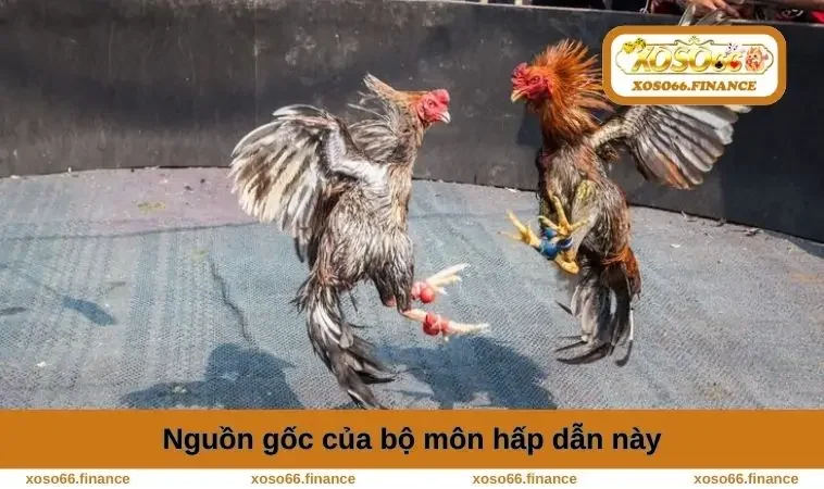 Đá Gà Thomo - Trải Nghiệm Kịch Tính Và Thắng Cược Đỉnh Cao 1 Nguồn gốc của bộ môn hấp dẫn này